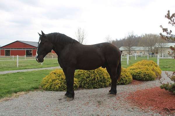 white-strip-horse