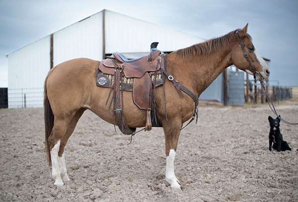 flashy-mare-weanling