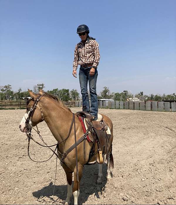 trustworthy-mare-quarter-horse
