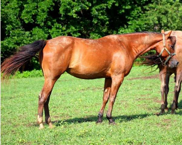breeding-paint-horse
