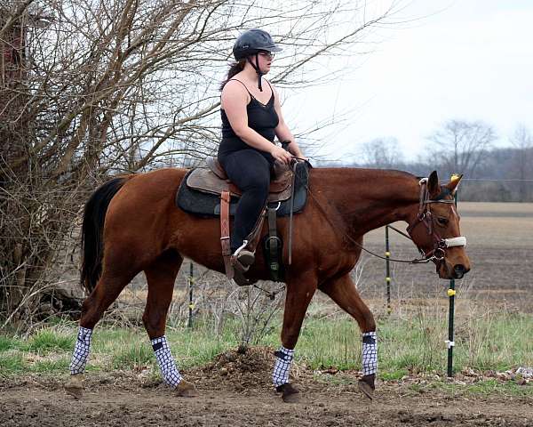 lease-to-own-mare