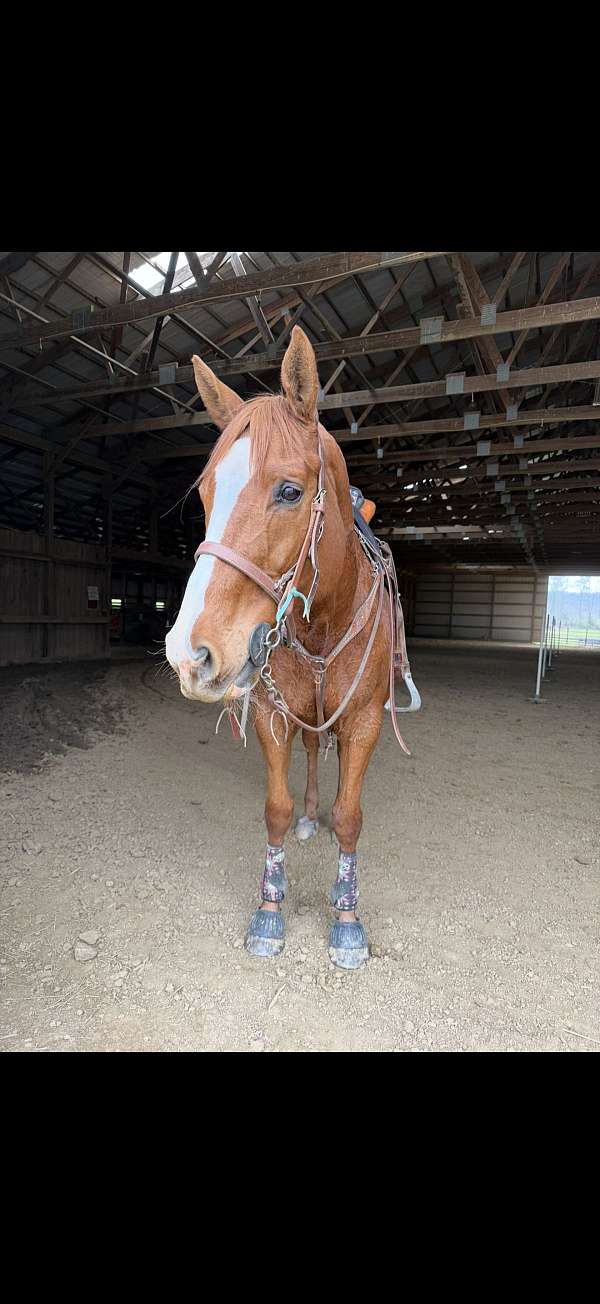 chestnut-blaze-horse