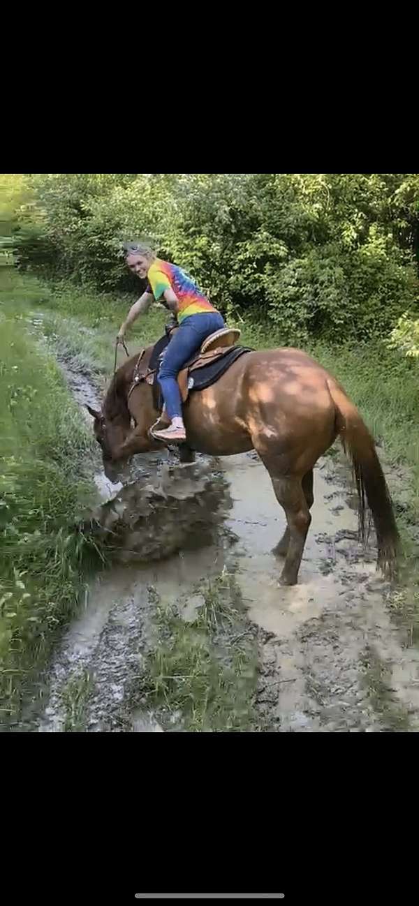 all-around-thoroughbred-horse