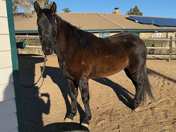quarter-horse