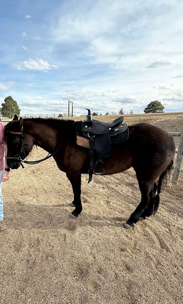 aqha-prospect-mare
