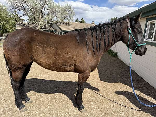 ability-quarter-horse