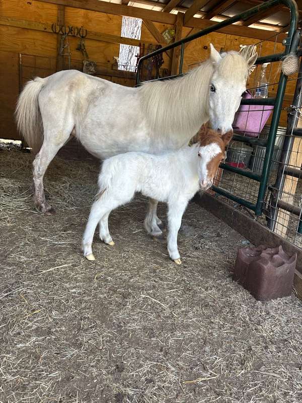 pinto-miniature-mare