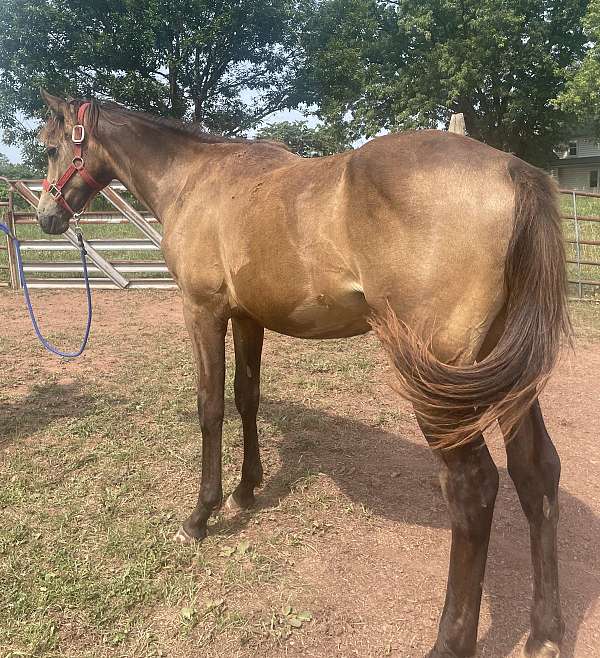 small-star-right-rear-coronet-horse
