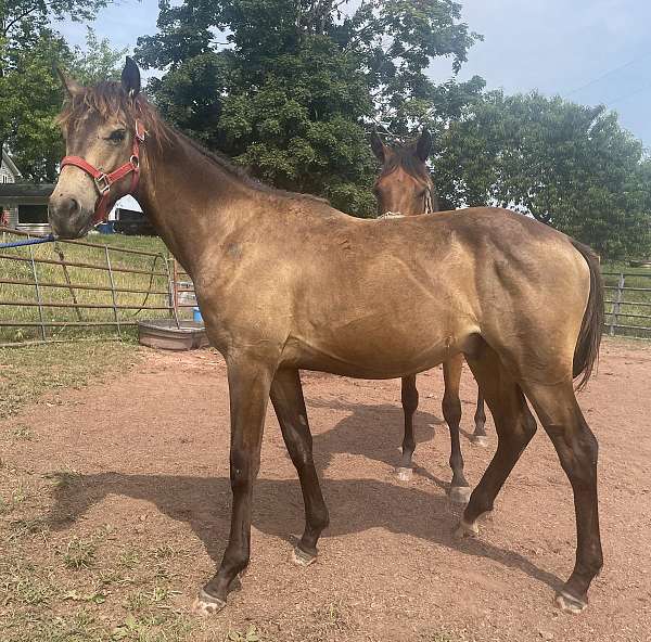 buckskin-small-star-right-rear-coronet-horse