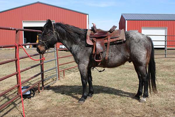 sioux-falls-quarter-horse