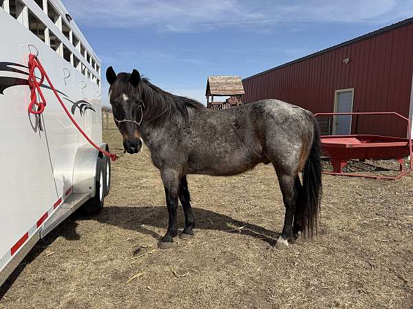 sioux-falls-gelding