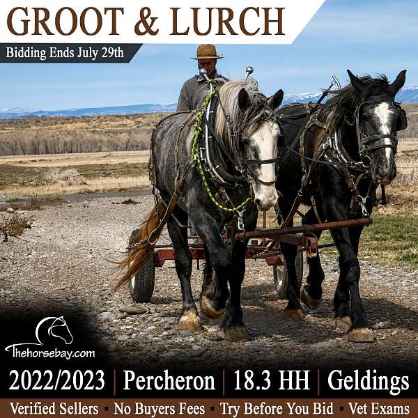 star-coronet-band-right-hind-horse