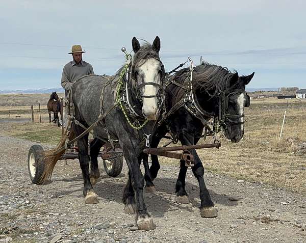 all-around-rocky-mountain-horse