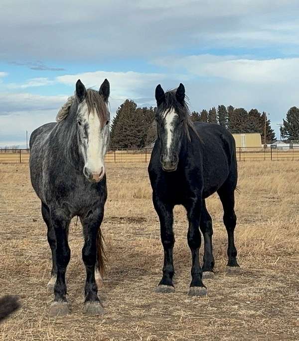 sorrel-star-coronet-band-right-hind-horse