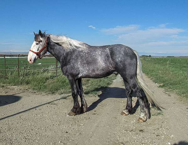 gaited-rocky-mountain-horse