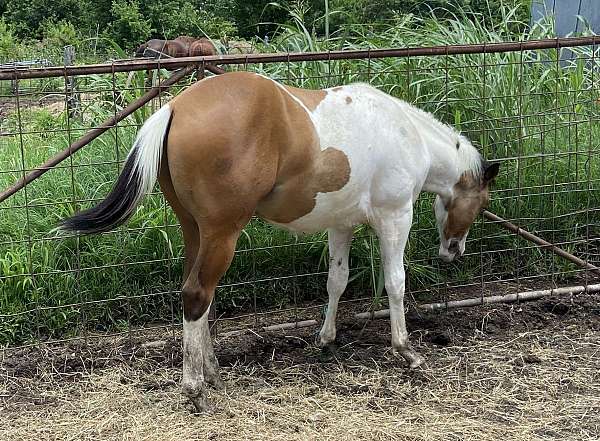 ranch-versa-paint-horse