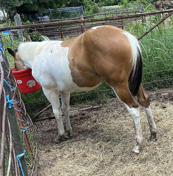 ranch-versa-colt