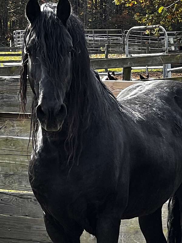 fpzv-mare-stallion