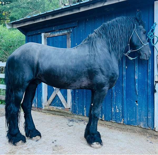 friesian-horse-for-sale