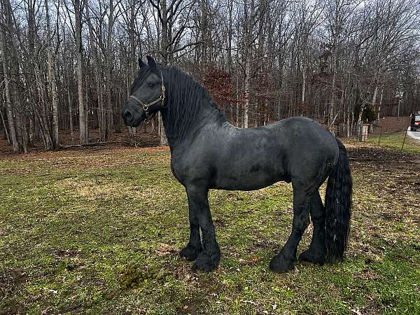 fpzv-friesian-mare-stallion