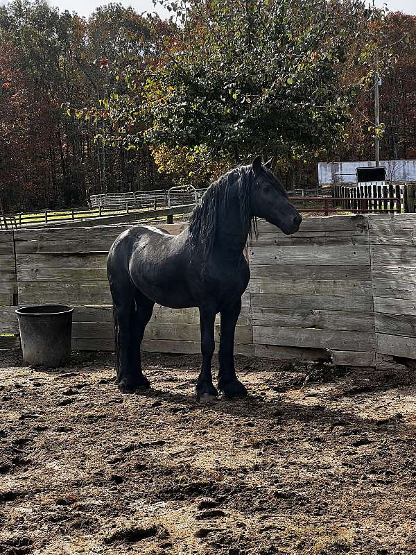 friesian-stallion