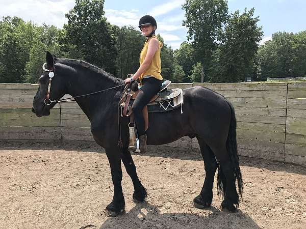 friesian-horse