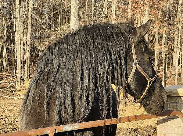 breeding-friesian-horse