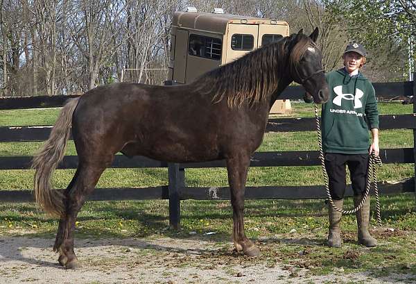 rocky-mountain-horse