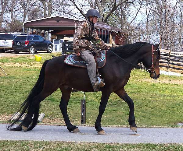 star-horse