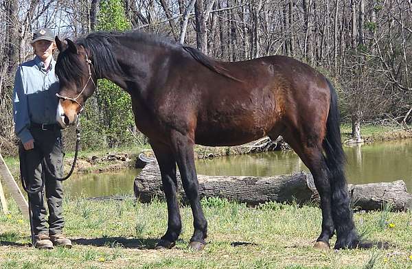 bay-star-horse