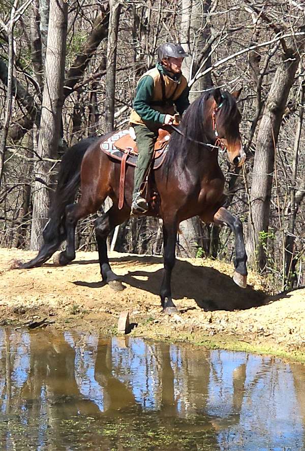 rocky-mountain-horse