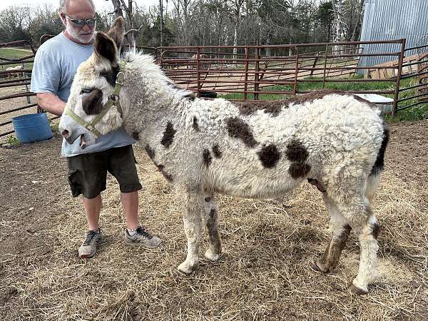 multiple-spots-all-over-donkey