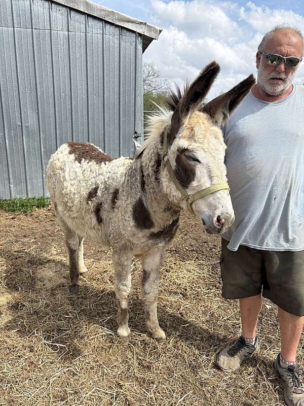 overo-multiple-spots-all-over-donkey