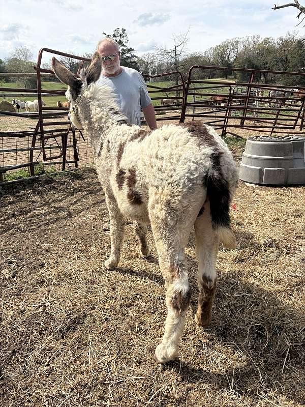 tri-color-donkey