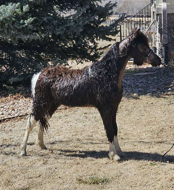 barrel-miniature-pinto-horse