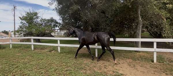 proj-horse