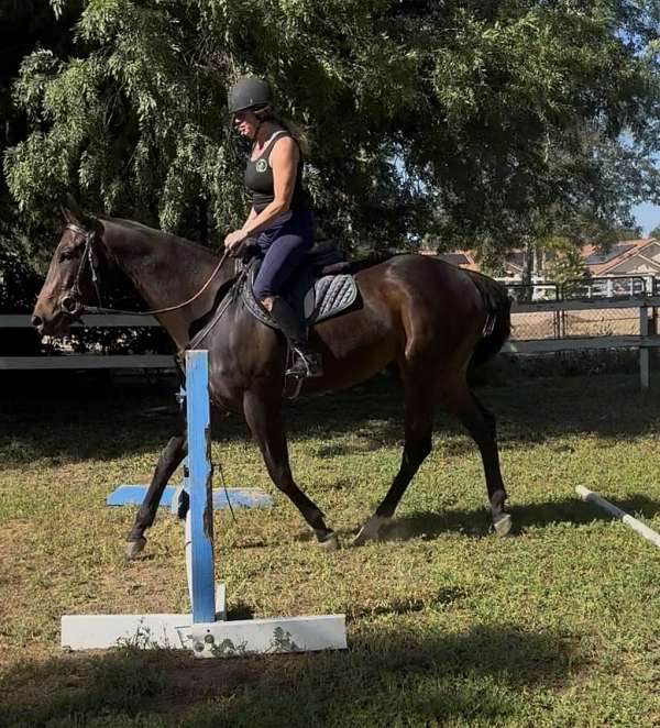 proj-filly