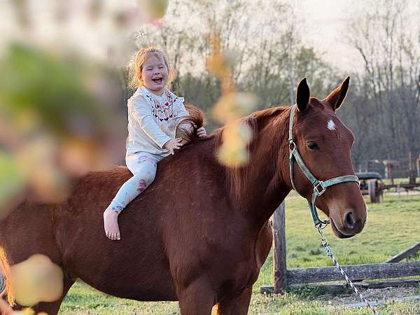 all-around-belgian-draft-horse
