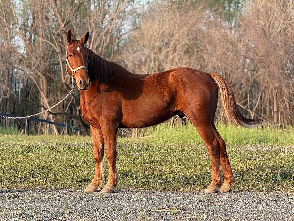 sorrel-draft-gelding