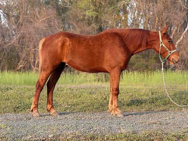 sorrel-gelding-for-sale