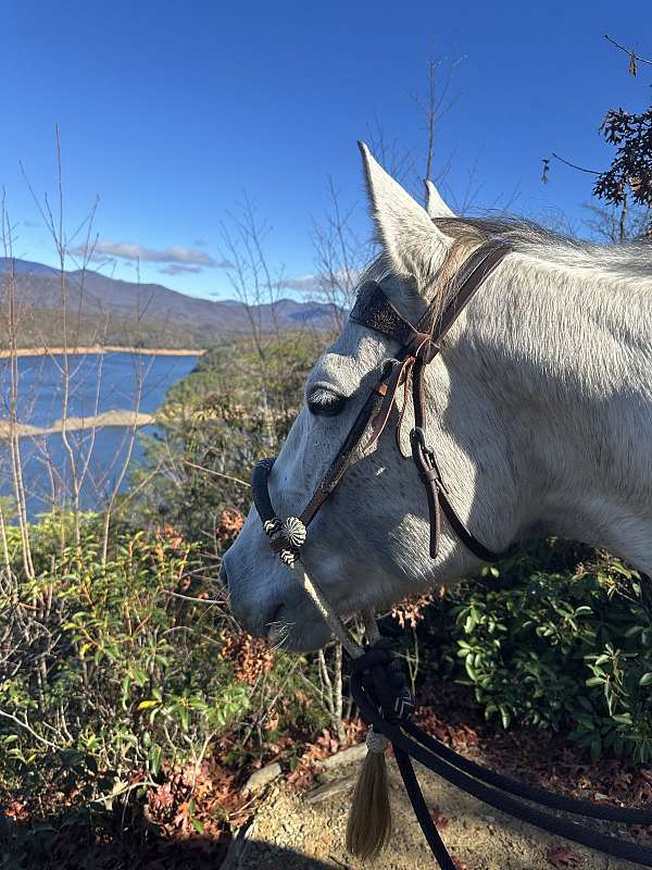 quarter-horse-gelding