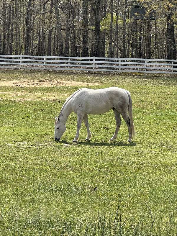 quarter-horse-for-sale