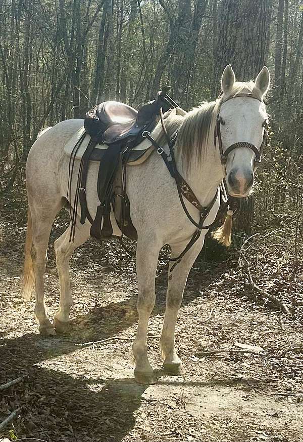 quarter-horse