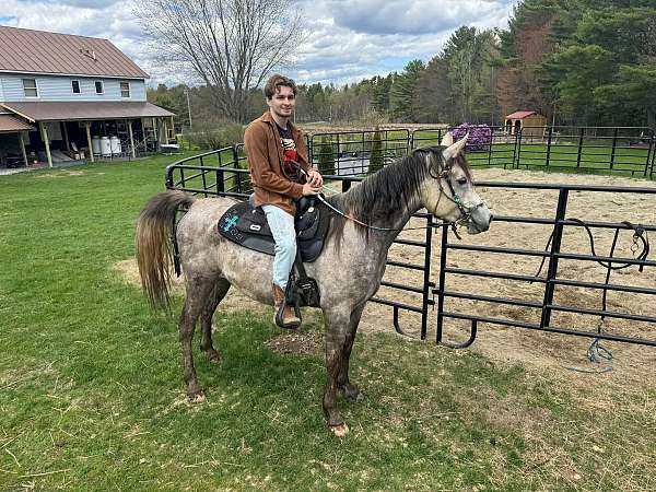 kismet-horse
