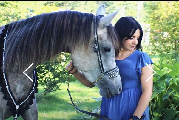 kismet-arabian-horse