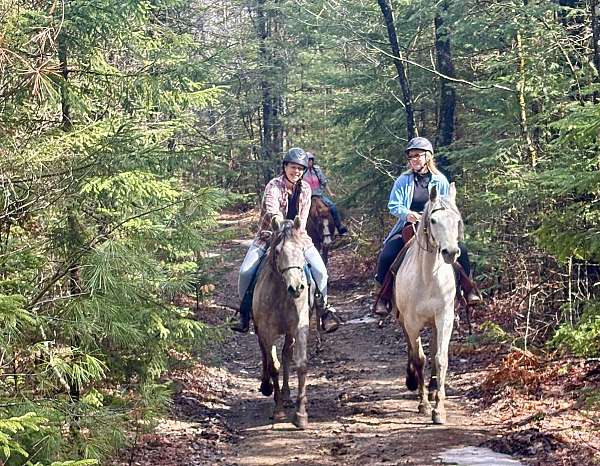 kismet-gelding
