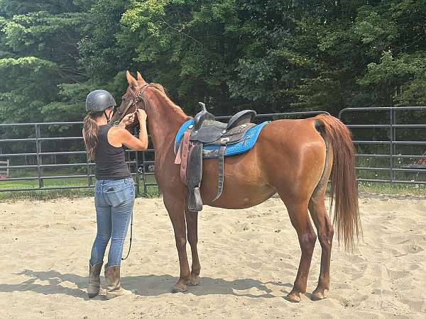 chestnut-crescent-moon-on-forehead-horse