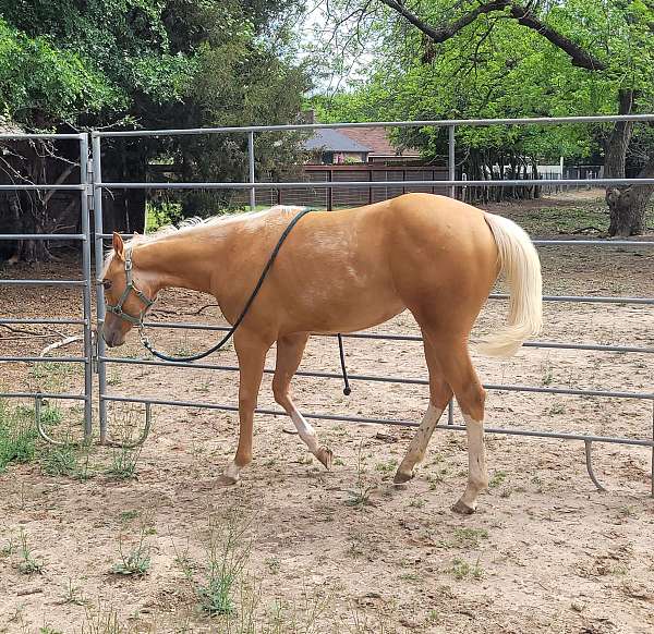 big-money-paint-horse