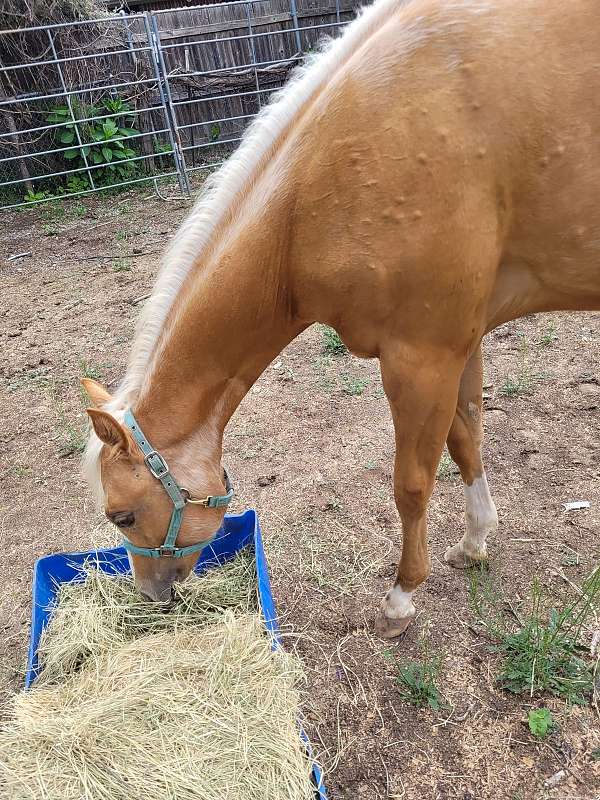 dewormed-paint-horse