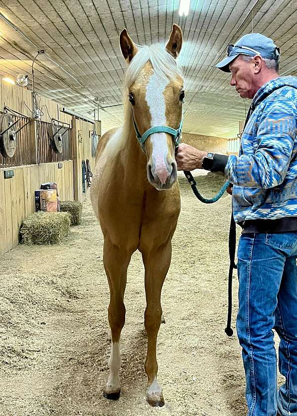 feminine-paint-horse